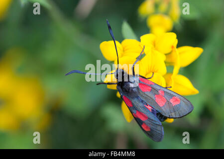 Cinque-spot Burnett tarma (Zygaena trifolii) arroccato su Bird's-piede, Trifoglio Marazion, Cornwall, Inghilterra, Regno Unito. Foto Stock