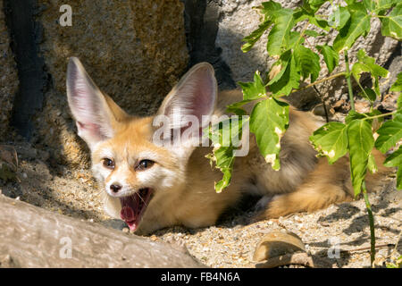 Fennec volpe (Vulpes vulpes zerda) sbadigli Foto Stock