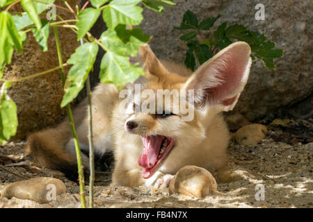 Fennec volpe (Vulpes vulpes zerda) sbadigli Foto Stock