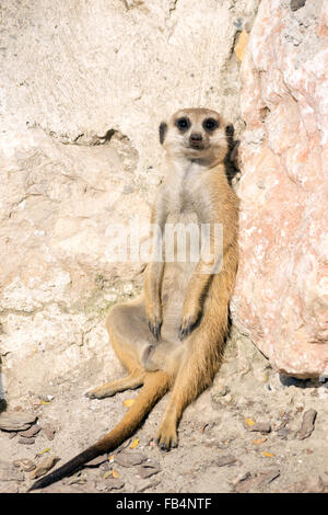 Meerkat (Suricata suricatta) Foto Stock