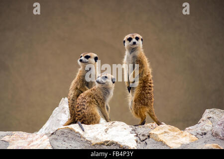 Meerkats (Suricata suricatta) Foto Stock