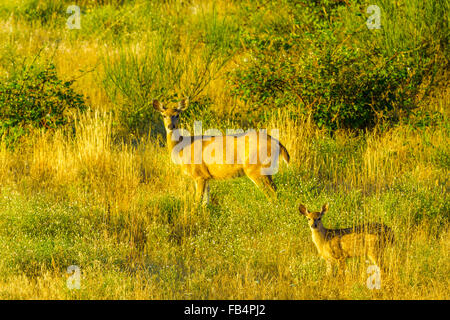 Nero Tailed Deer sull'Isola di Vancouver, Canada Foto Stock