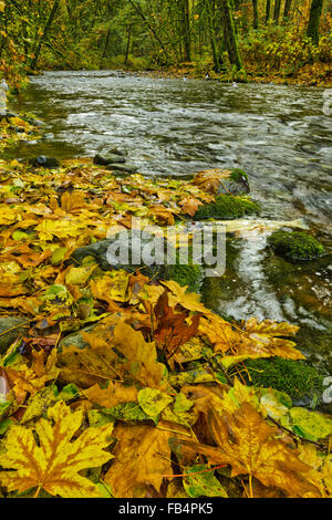 Esecuzione di salmone nel fiume Goldstream, Isola di Vancouver, British Columbia, Canada Foto Stock