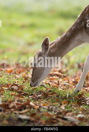 Daini doe pascolo Foto Stock