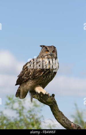 Gufo reale [captive] appollaiato sul vecchio albero Foto Stock