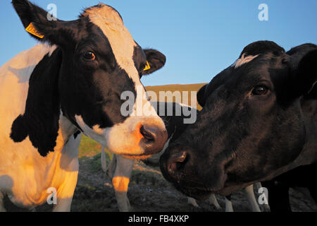 Bovini di razza Holstein - bianco e nero patchato vacche (Bos taurus) Foto Stock