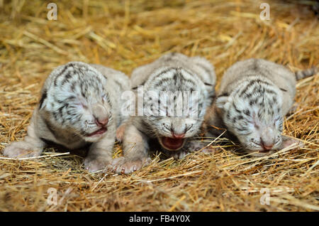 Una settimana bianca tigre del Bengala cub Foto Stock