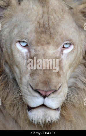 Maschio di leone bianco in Chiang Mai Night Safari della Thailandia Foto Stock