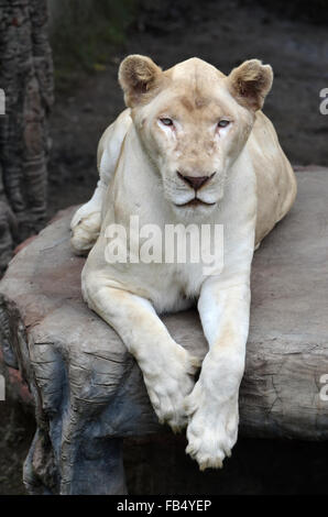 Femmina bianca lion in Chiang Mai Night Safari della Thailandia Foto Stock