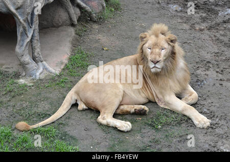 Maschio di leone bianco in Chiang Mai Night Safari della Thailandia Foto Stock