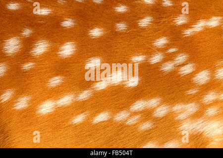 Texture di asse reale pelliccia di cervo Foto Stock