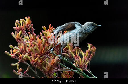 Il piccolo wattlebird (Anthochaera chrysoptera), è un honeyeater, un passerine bird. Questa è l'alimentazione su kangaroo paw nettare. Foto Stock
