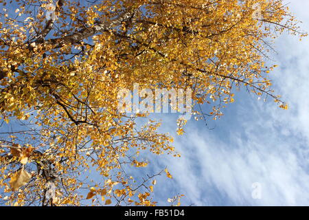 Stagioni e Clima di cambiamento Foto Stock