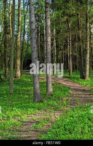 Erba vecchia strada attraverso la foresta di primavera. Foto Stock