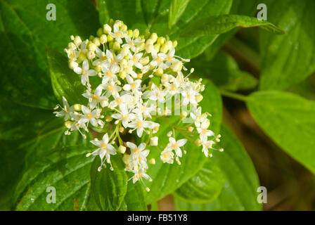 Rosso-vimini sanguinello bloom, Willamette Missione del parco statale, Oregon Foto Stock