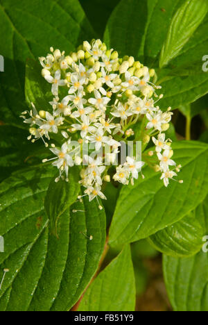 Rosso-vimini sanguinello bloom, Willamette Missione del parco statale, Oregon Foto Stock