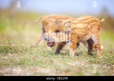 Wild suinetti sul giorno di estate Foto Stock