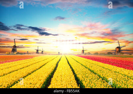 Vivace campo di tulipani Olandesi con mulini a vento Foto Stock