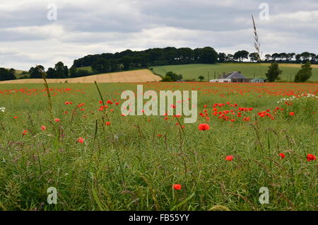 Un agriturismo in un campo con papaveri in West Lothian, Scozia Foto Stock