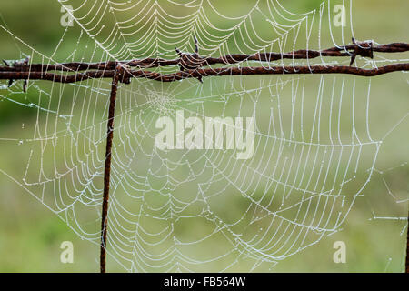 Spider Web coperto in gocce di rugiada su un filo spinato Foto Stock
