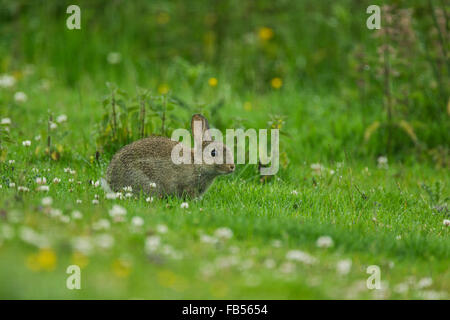 Coniglio selvatico (oryctolagus cuniculus) rovistando in un umido prato erboso Foto Stock