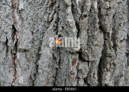 Il ragno di zucca o in marmo di colore arancione Orb Weaver spider Foto Stock