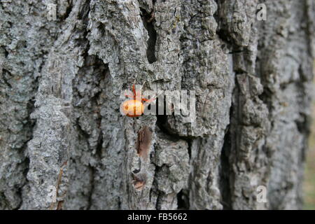 Il ragno di zucca o in marmo di colore arancione Orb Weaver spider Foto Stock