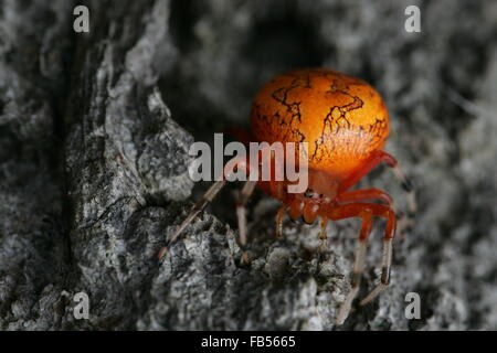 Il ragno di zucca o in marmo di colore arancione Orb Weaver spider Foto Stock