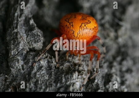 Il ragno di zucca o in marmo di colore arancione Orb Weaver spider Foto Stock