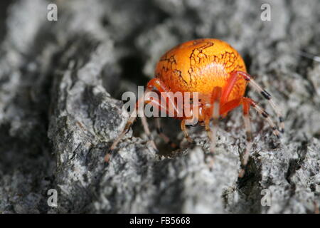 Il ragno di zucca o in marmo di colore arancione Orb Weaver spider Foto Stock