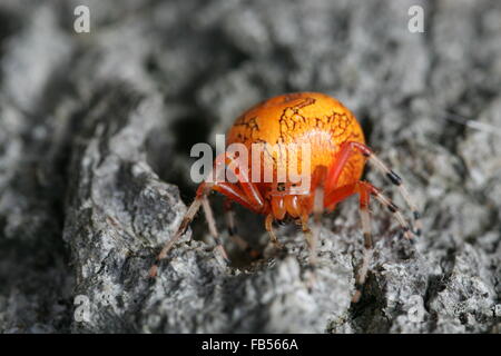 Il ragno di zucca o in marmo di colore arancione Orb Weaver spider Foto Stock