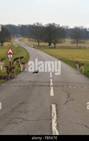 Una voce di strada in alberi lontani con i cervi ed un corvo in Richmond Park, Inghilterra Foto Stock