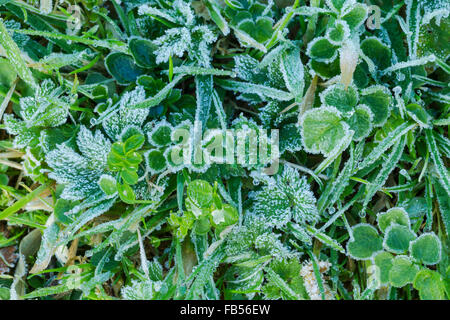 Erba di prato mix di vegetazione ricoperta di brina di fusione dei cristalli di ghiaccio Foto Stock