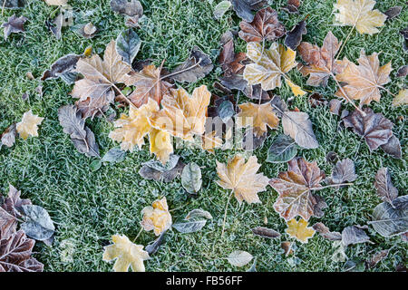 Una miscela di foglie coperto di brina e giacente sul terreno erboso Foto Stock