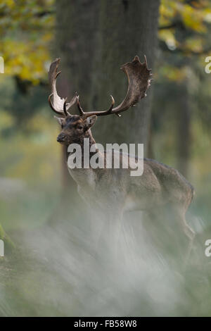 Daini ( Dama Dama ) sorge tra alberi in un colorato autunnali foresta, vista laterale da un basso angolo di vista (Germania). Foto Stock