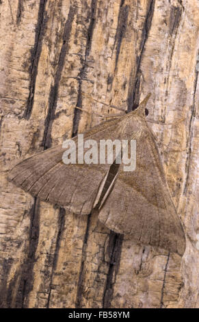 Muso di Tarma (Hypena proboscidalis) Foto Stock