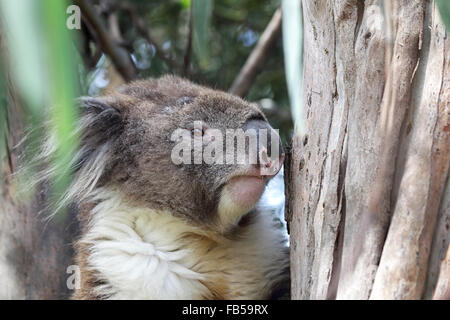Koala (Phascolarctos cinereus) seduto in una struttura ad albero eukalyptus in Kennet River a Great Ocean Road, Victoria, Australia. Foto Stock