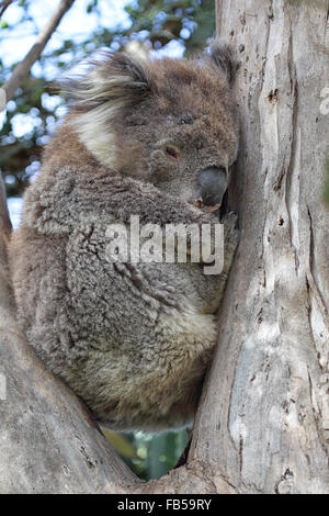 Koala (Phascolarctos cinereus) seduto in una struttura ad albero eukalyptus in Kennet River a Great Ocean Road, Victoria, Australia. Foto Stock