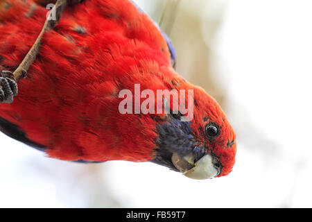 Crimson Rosella (Platycercus elegans) in Kennet River a Great Ocean Road, Victoria, Australia. Foto Stock