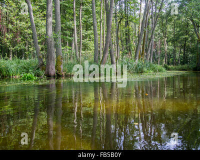 Flottante lentamente acqua di un fiume con la riflessione di alberi Foto Stock