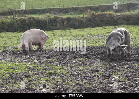 Razza rara: una coppia di Gloucestershire Old Spots / Gloucester Old Spot suini Foto Stock