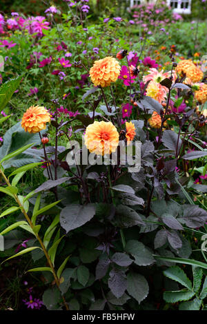 Dahlia david howard cosmo sensazioni mix letto misto di confine perenne floreale RM Foto Stock