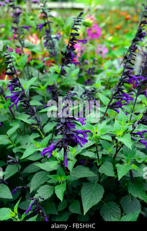 La salvia amistad salvia viola scuro fiore fiori fioritura perenne frontiera letto estate floreale RM Foto Stock