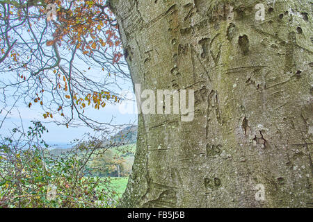 Graffiti su un tronco di albero Foto Stock