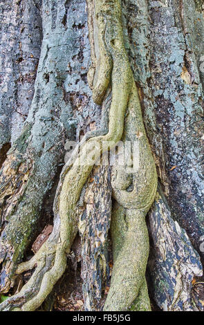 Ivy cresce di un tronco di albero Foto Stock