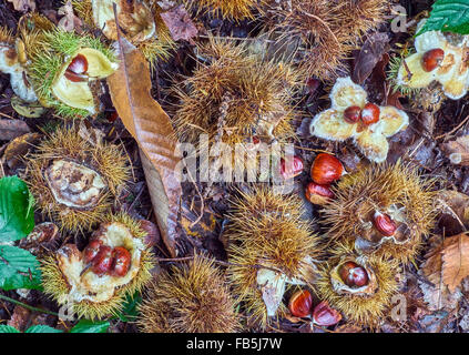 Sweet Chestnut sul suolo della foresta Foto Stock