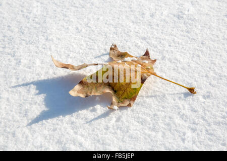 Autumn Leaf sulla neve come sfondo. Foto Stock