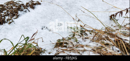 Le tracce sulla neve ferret Foto Stock