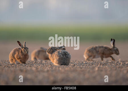 Gruppo di lepri marrone / Europea lepri ( Lepus europaeus ) seduti insieme in tipici dintorni agricoli a basso punto di vista Foto Stock