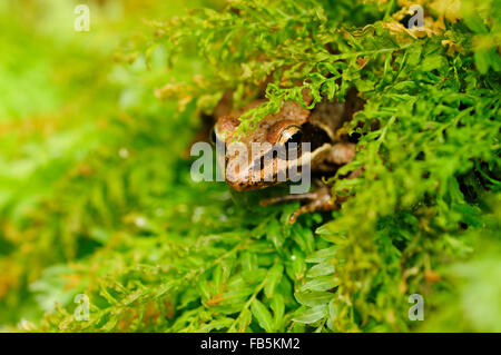Rana iberica (Rana iberica) Foto Stock
